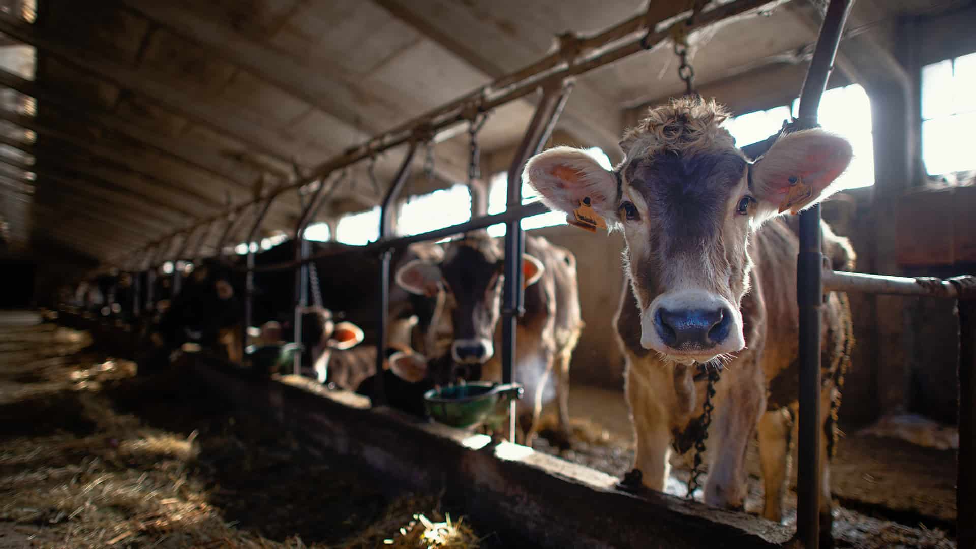the fold farm vets