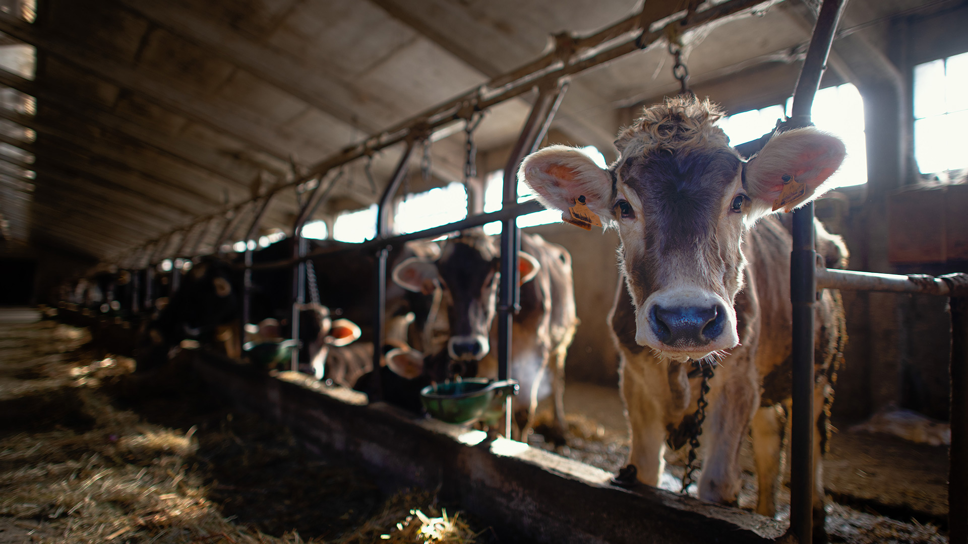 the fold farm vets
