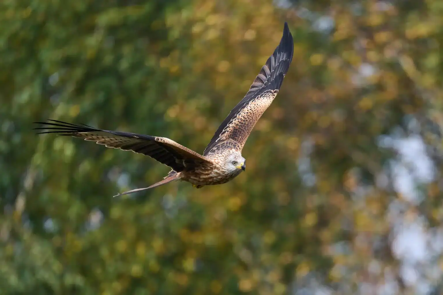 Red kite in flight – a regular sight over the woodland at Gibside